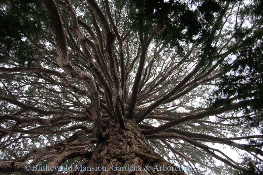 The view beneath the giant Sequoia (Sequoiadendron giganteum)