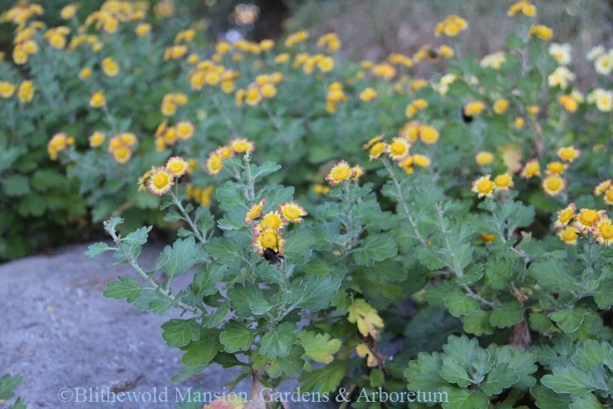 Chrysanthemum in the Rock Garden