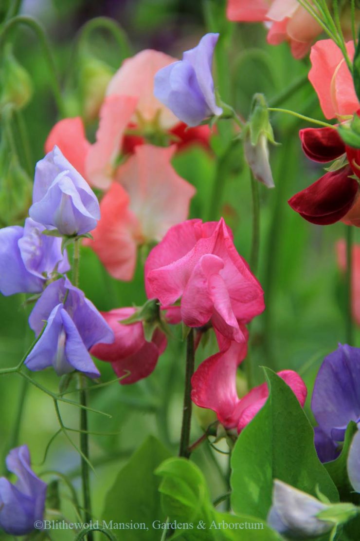 Sweet Pea Royal Family Mix 50 seeds *Colorful Easy Grow *Fragrant* CombSH G22 