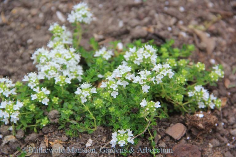 Thyme ‘White Creeping’ Blithewold