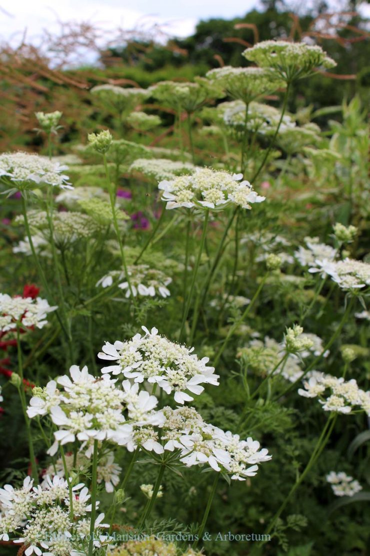 Orlaya grandiflora and Ammi majus - Blithewold