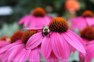Echinacea flower