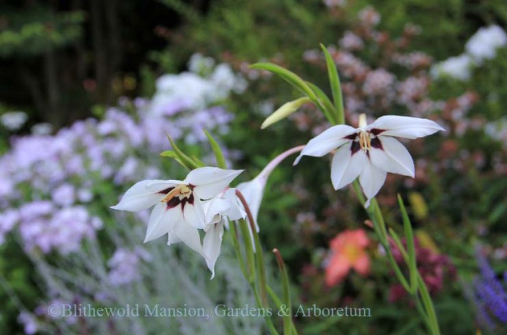 gladiolus murielae