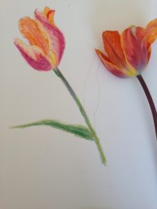 nature drawing with joanne