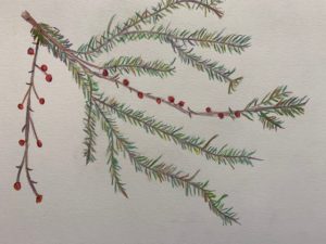 nature drawing with joanne