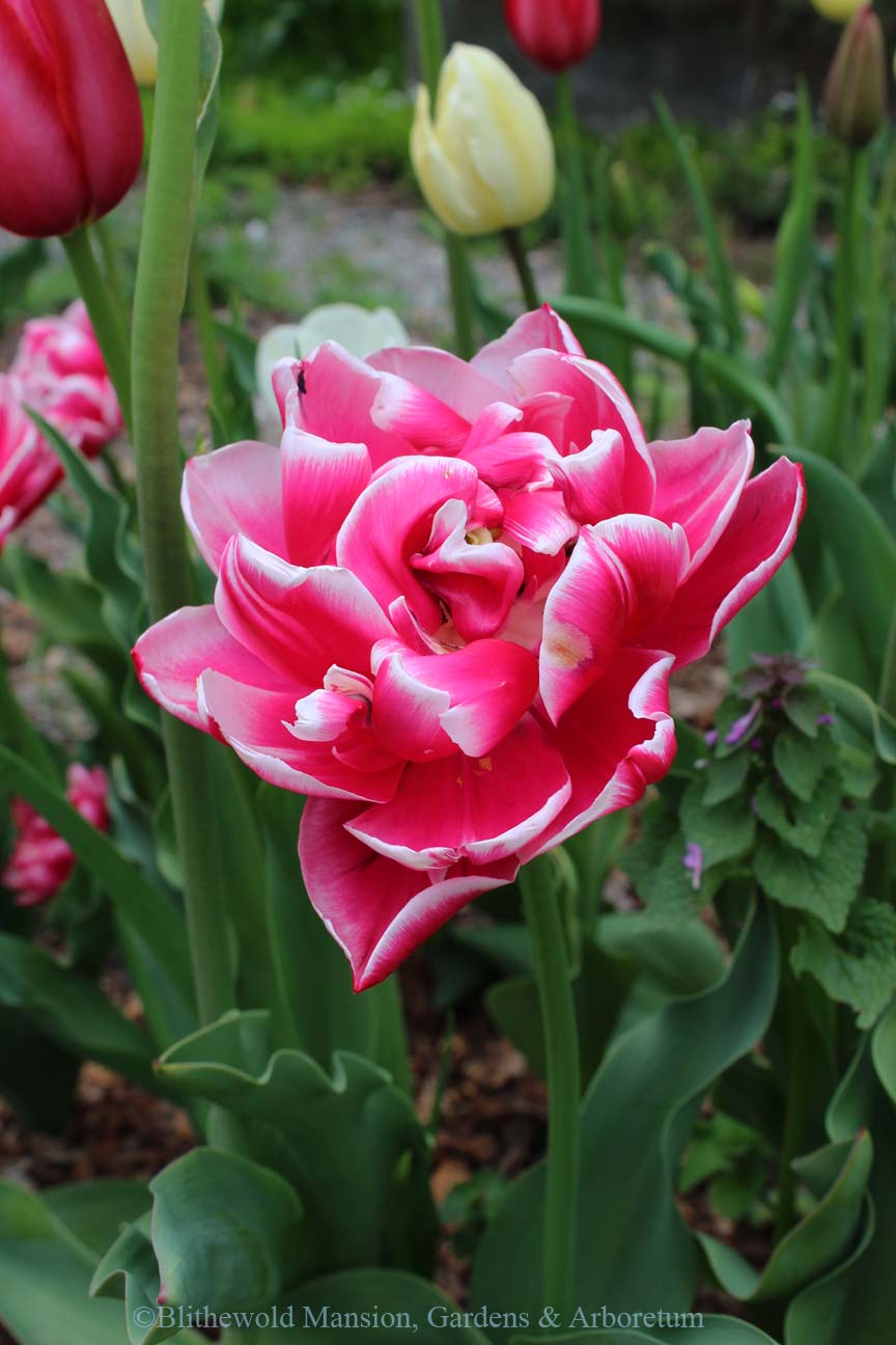 Totally Tulips | Blithewold
