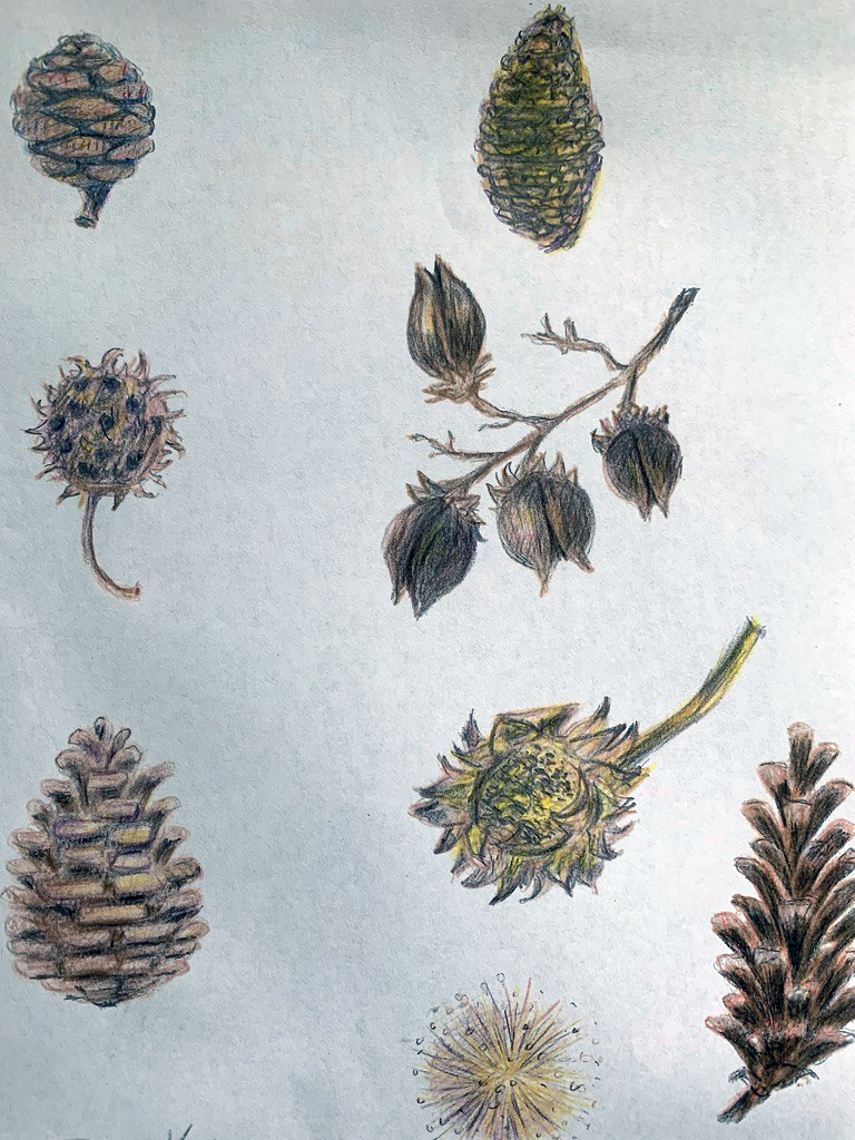 Nature Drawing at Blithewold | Blithewold