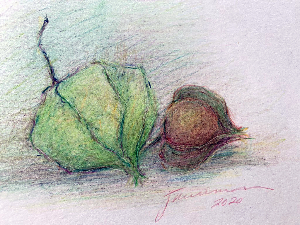 Nature Drawing at Blithewold | Blithewold