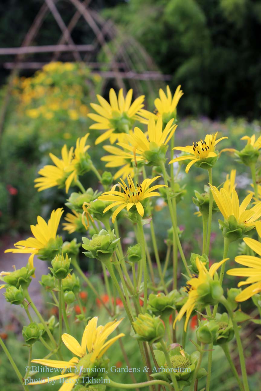 Silphium | Blithewold