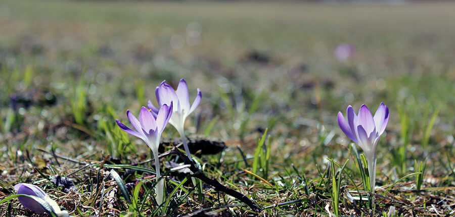 Blithewold, an American Garden Treasure ... Come, and be inspired