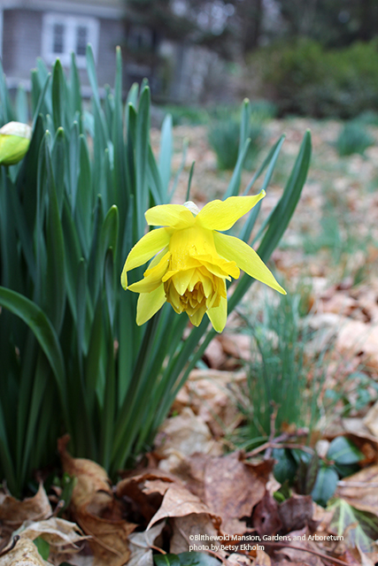 Daffodils have reached peak bloom in Massachusetts