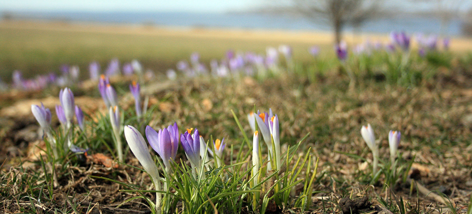 Blithewold, an American Garden Treasure ... Come, and be inspired