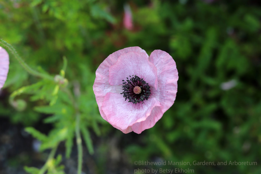 The Prettiest Poppies