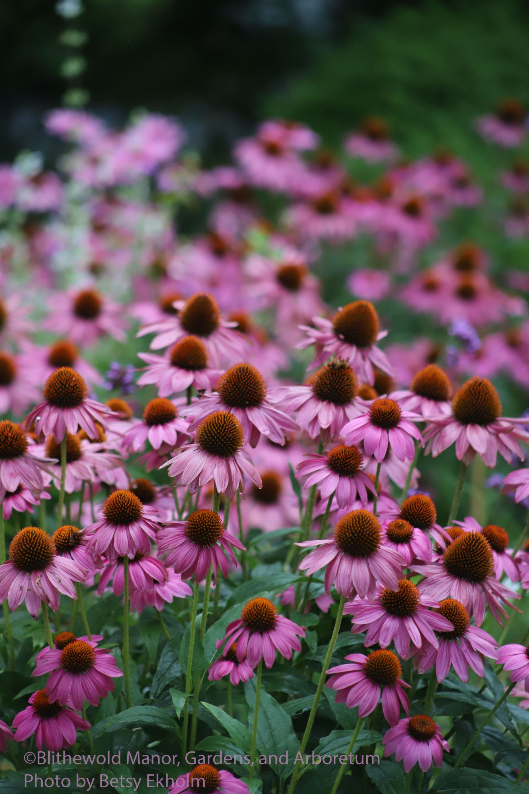 Echinacea-scaled.jpg