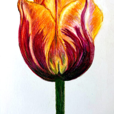 Nature Drawing 20260515 froweb