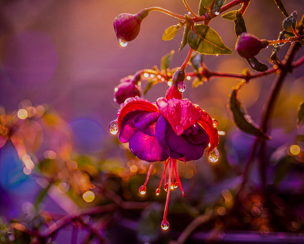 20261031 Expressions of Nature Glistening Jewels