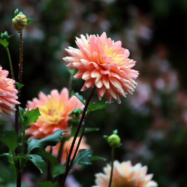 20261111 Dahlia Dividing web