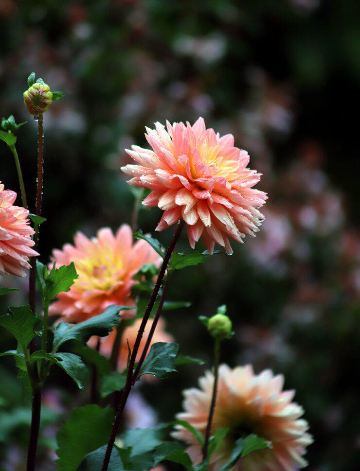 20261111 Dahlia Dividing web
